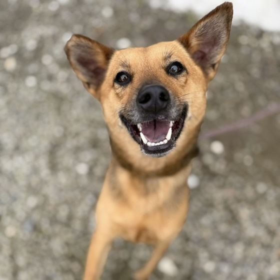 Abby, a dog looking for a home in Taiwan