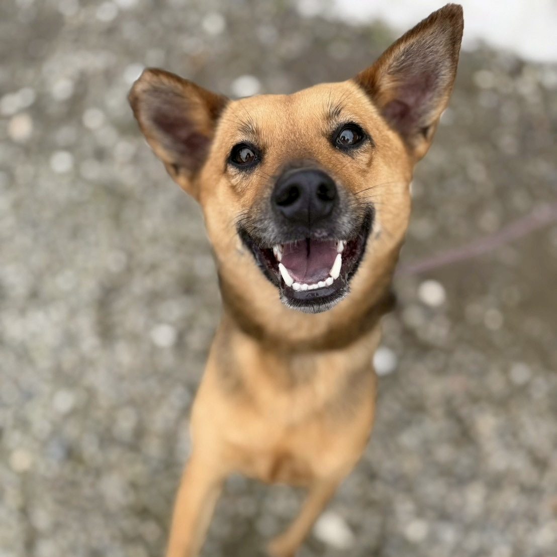 Abby, a dog looking for a home in Taiwan