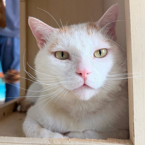 Armand, a cat looking for a home in Taiwan