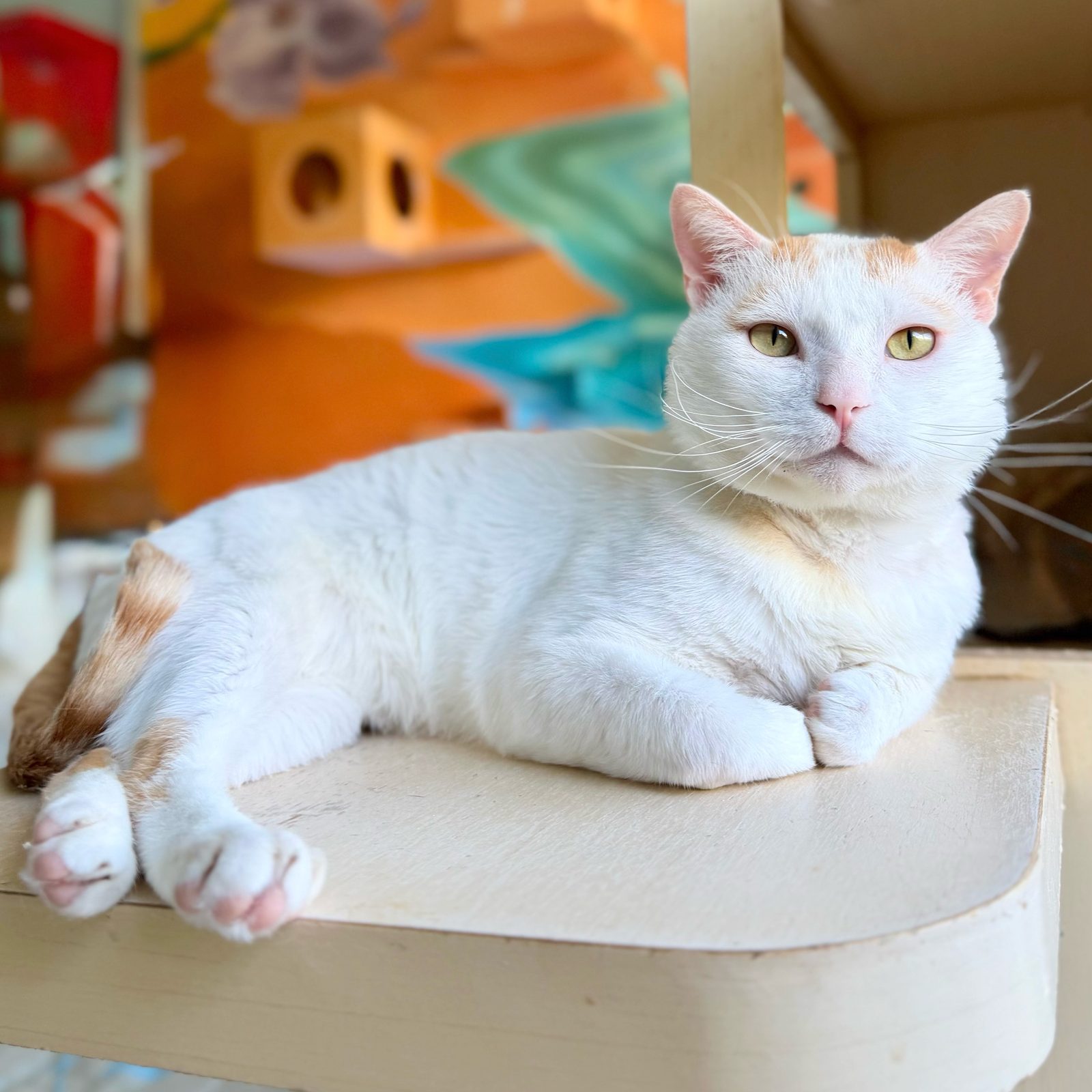 Armand