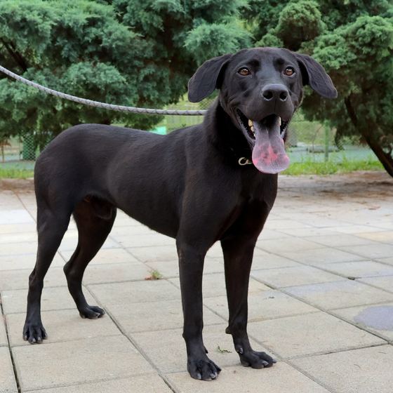 Arthur, a dog looking for a home in Taiwan