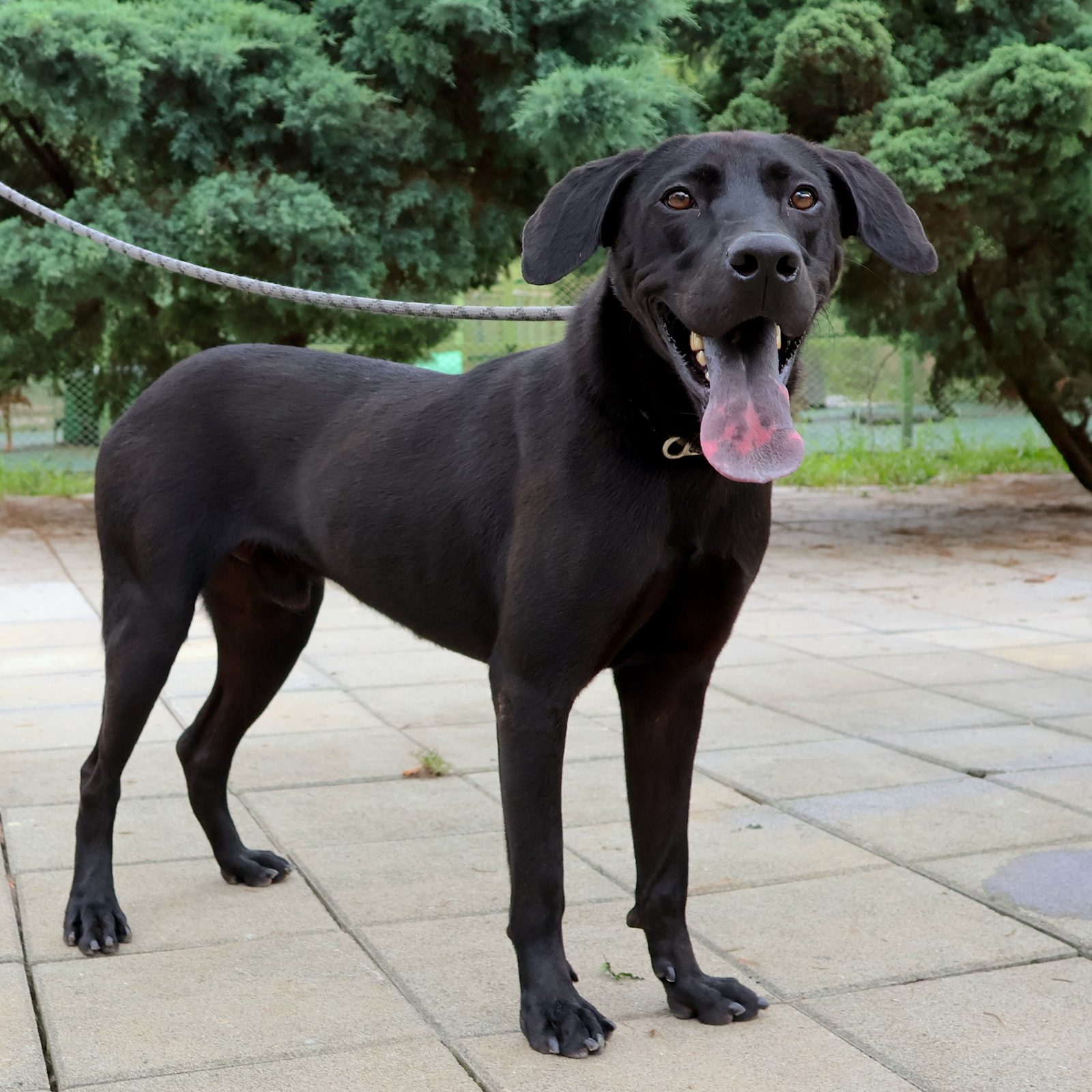 Arthur, a dog looking for a home in Taiwan