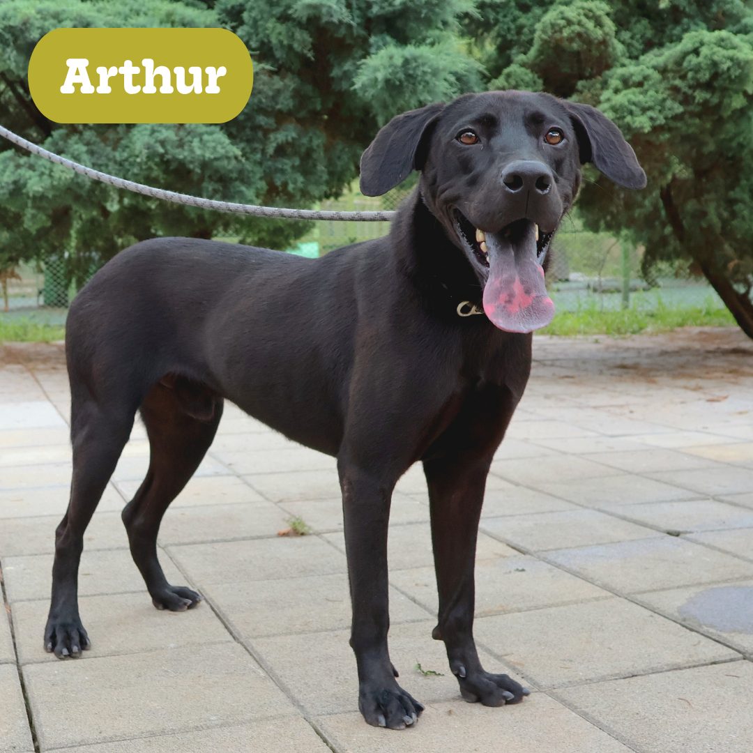 Arthur