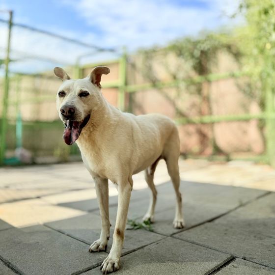 Bear, a dog looking for a home in Taiwan