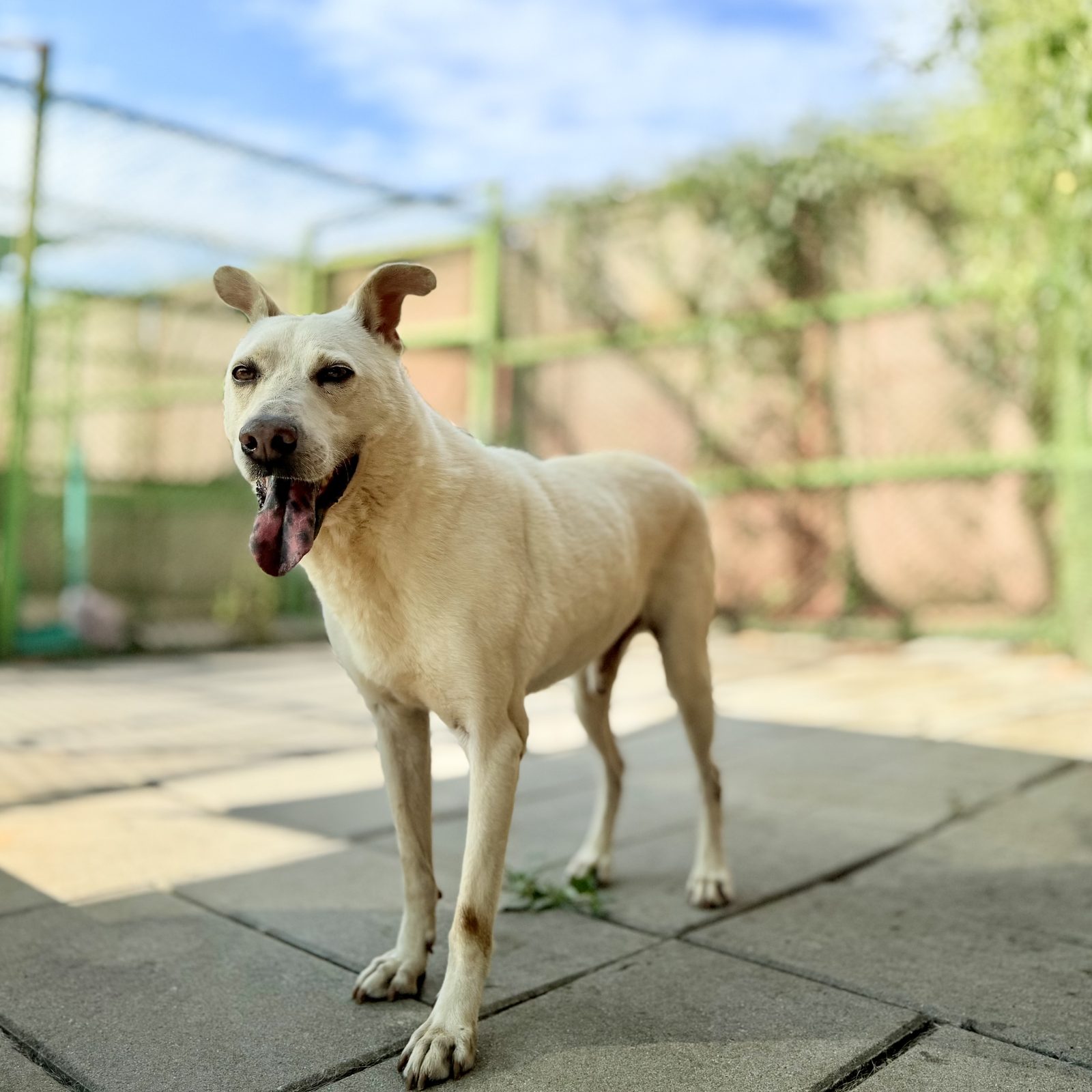 Bear, a dog looking for a home in Taiwan