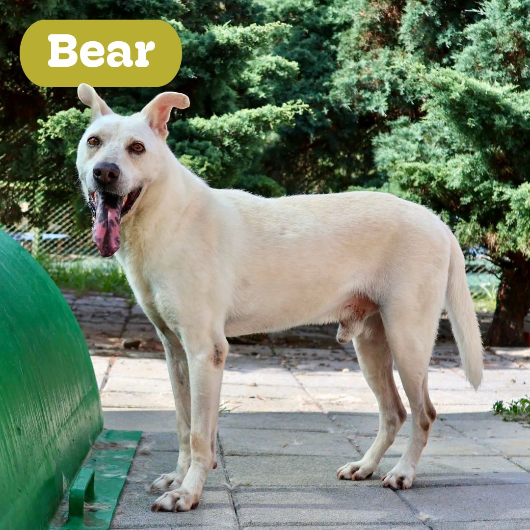 Bear