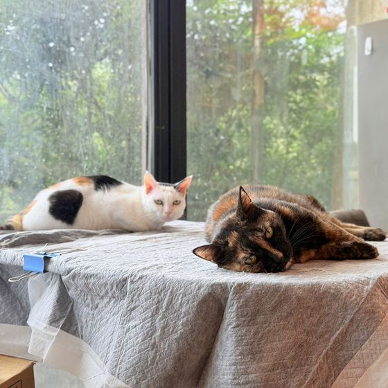 Calico and Pearl, a cat looking for a home in Taiwan
