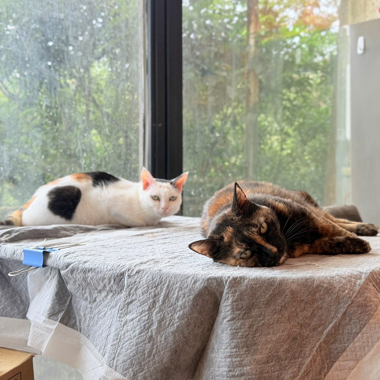 Calico and Pearl, a cat looking for a home in Taiwan