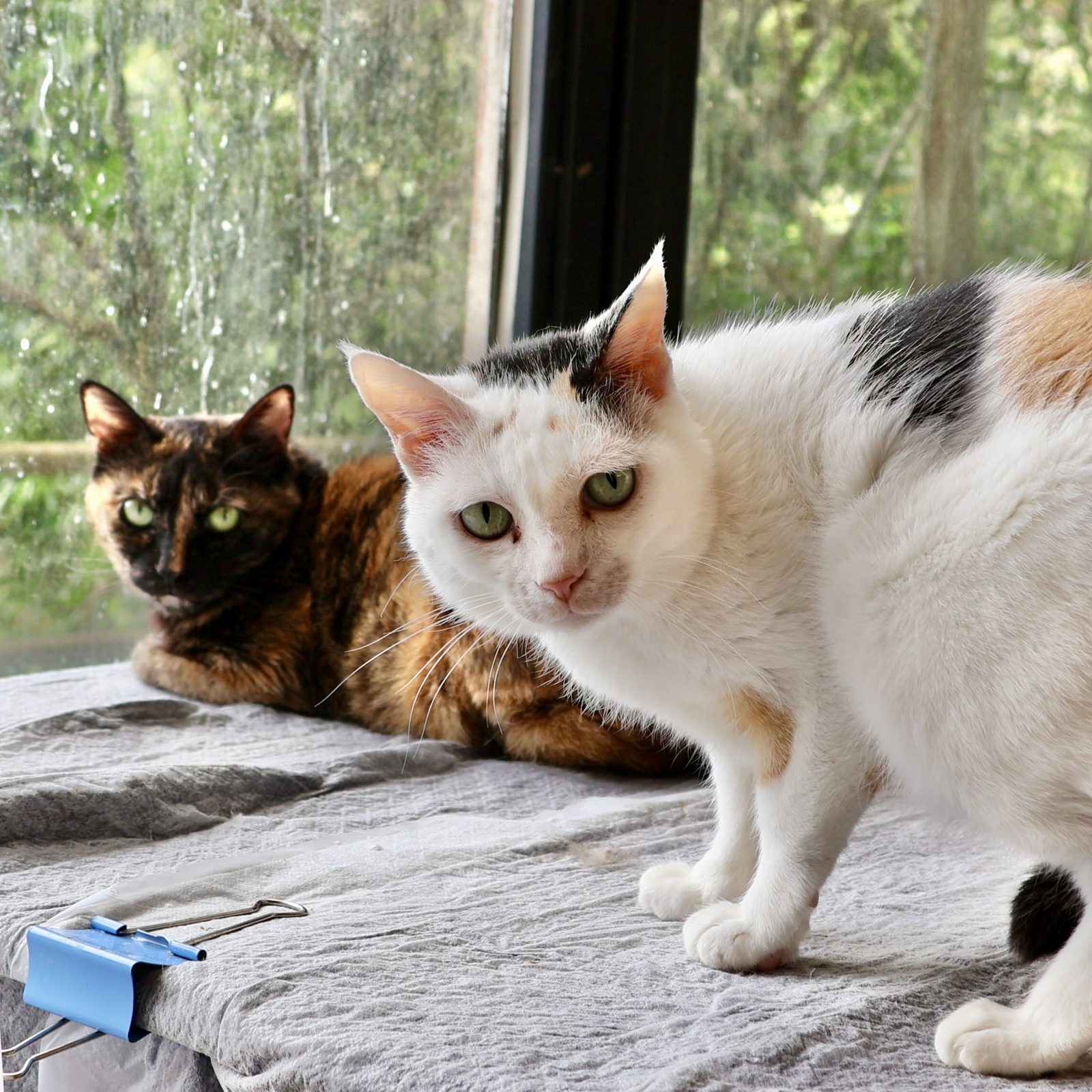 Calico and Pearl