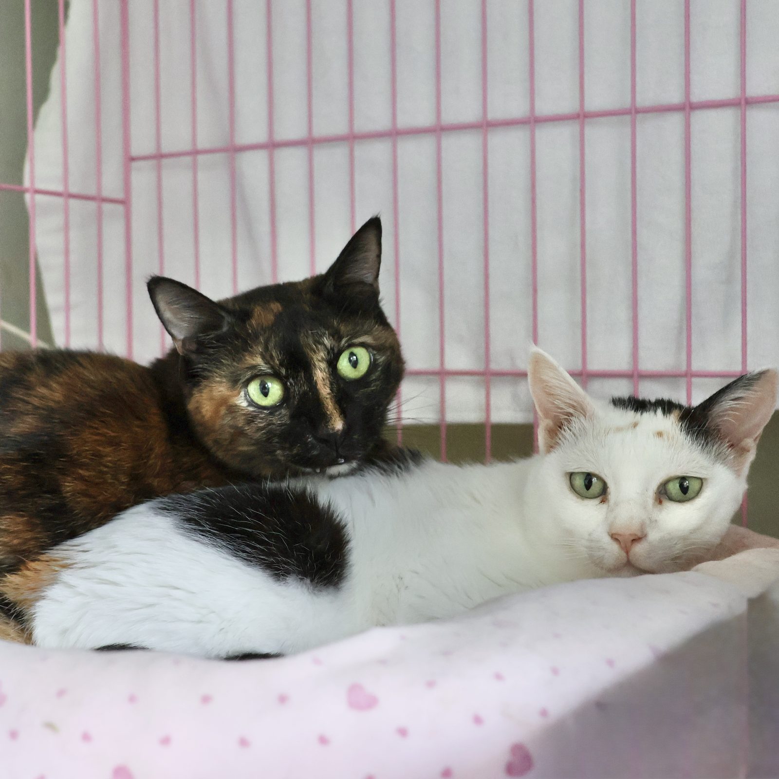 Calico and Pearl