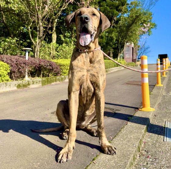 Dana, a dog looking for a home in Taiwan