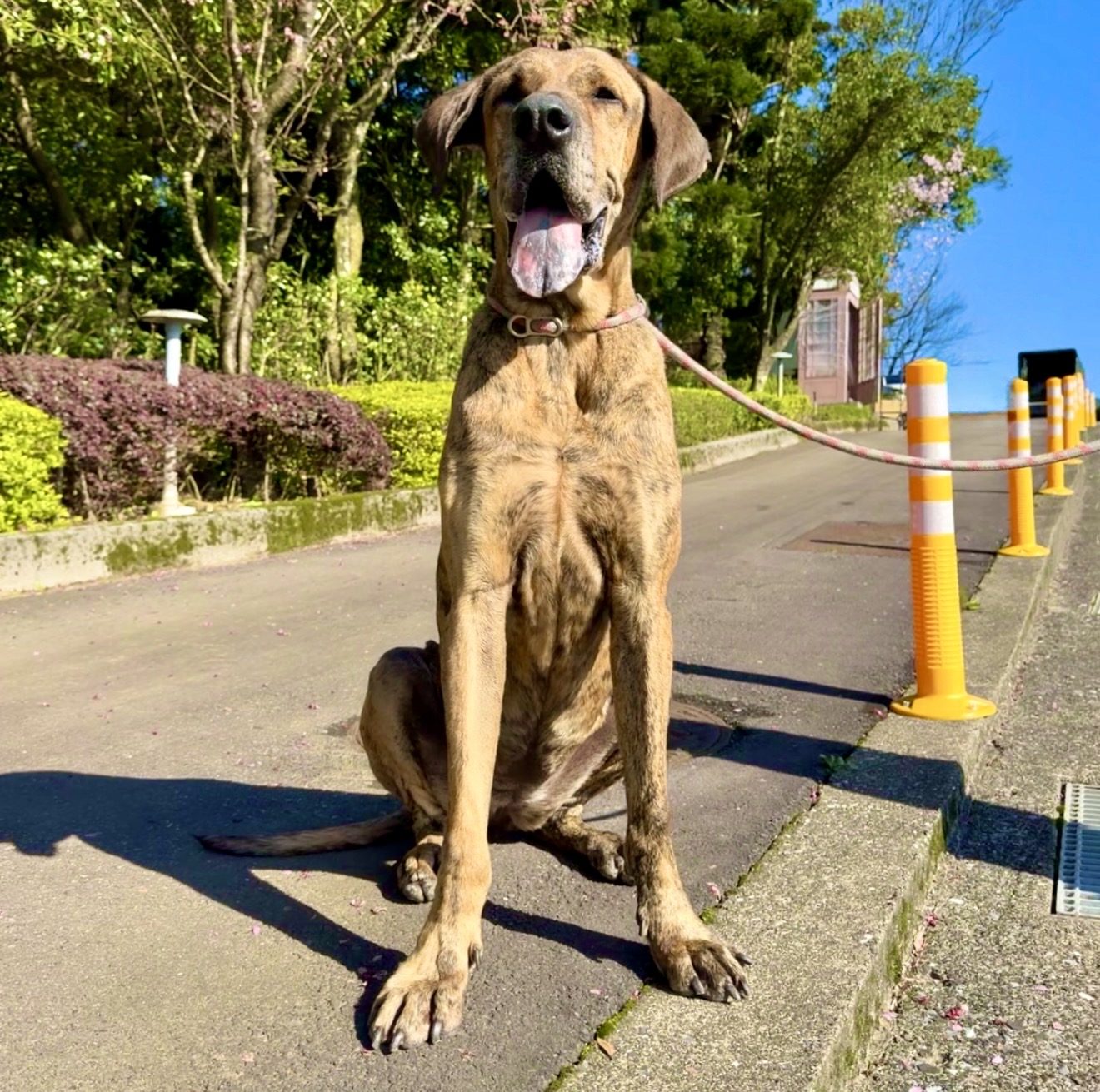 Dana, a dog looking for a home in Taiwan