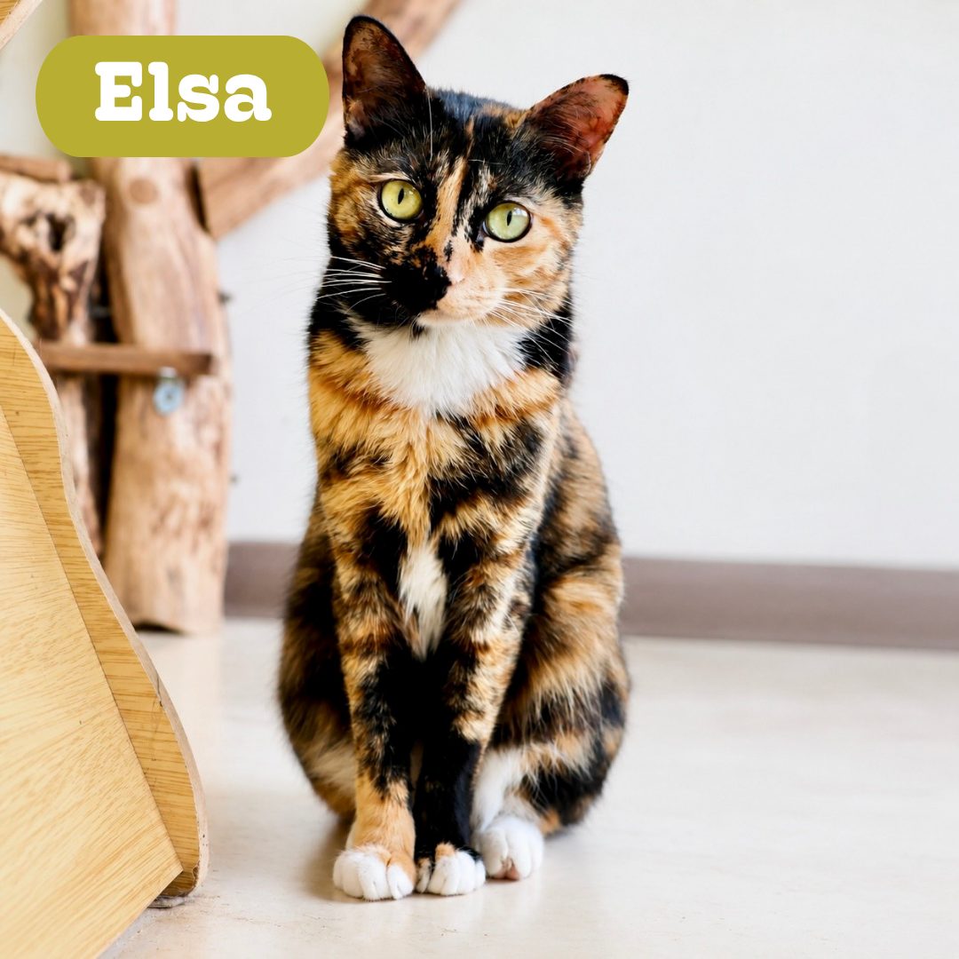 Elsa