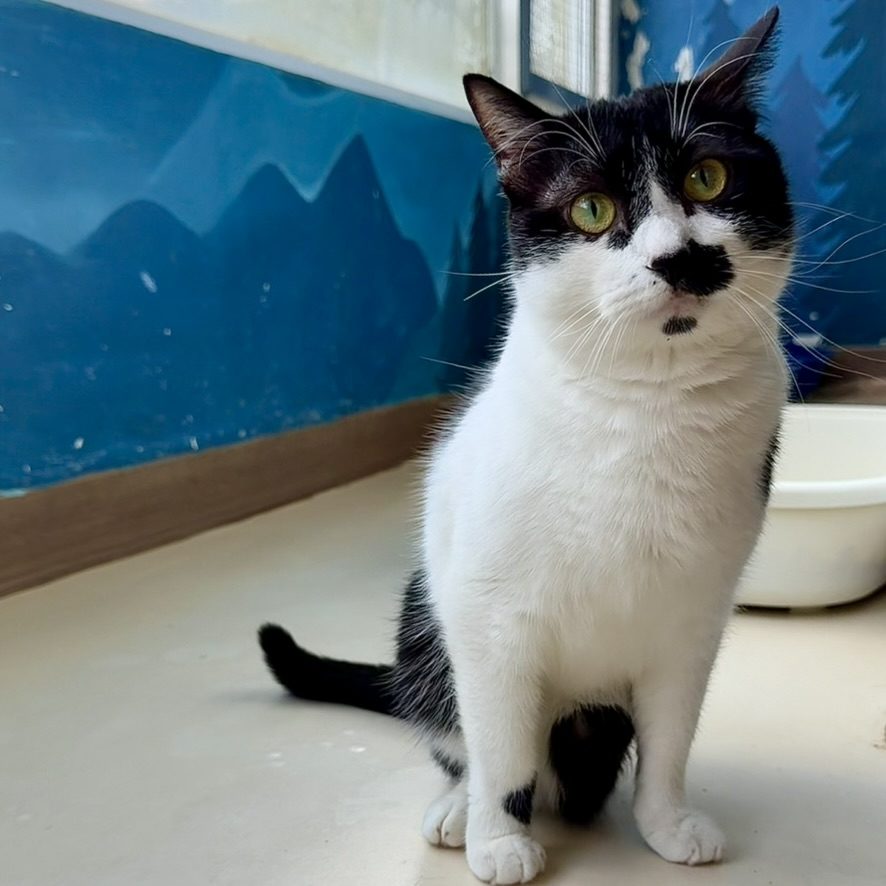 Felicia, a cat looking for a home in Taiwan
