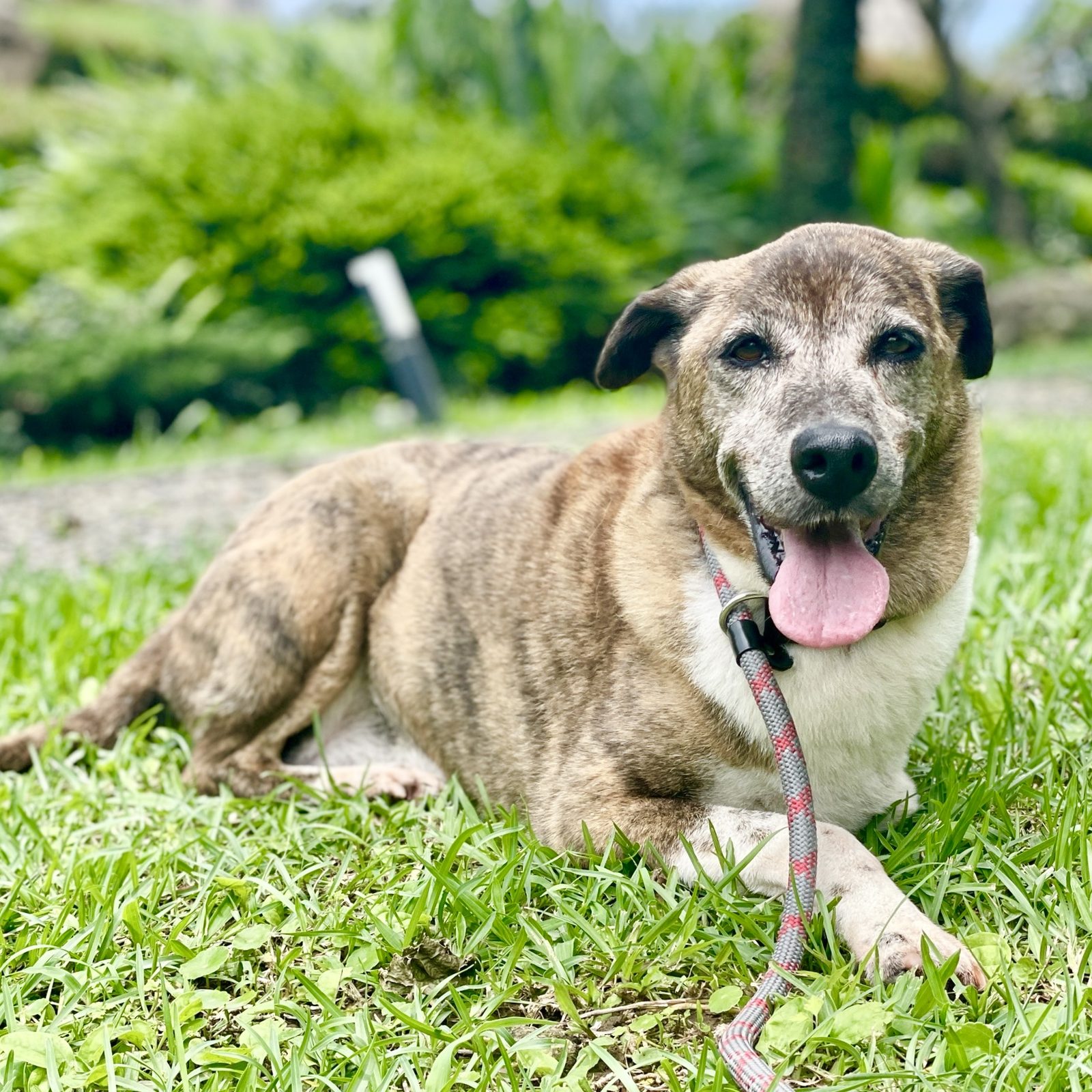 Grace, a dog looking for a home in Taiwan