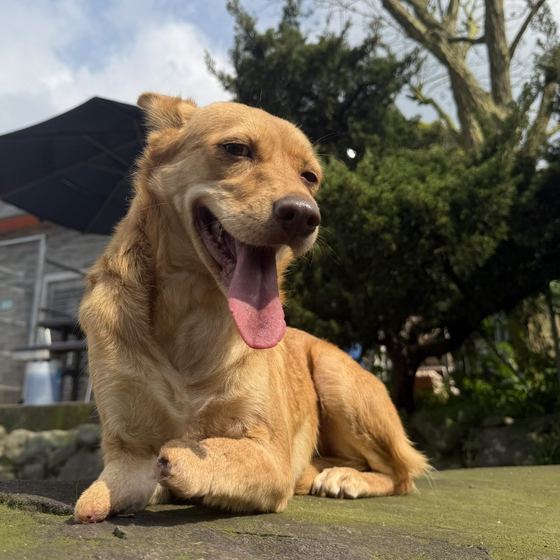 Gwen, a dog looking for a home in Taiwan