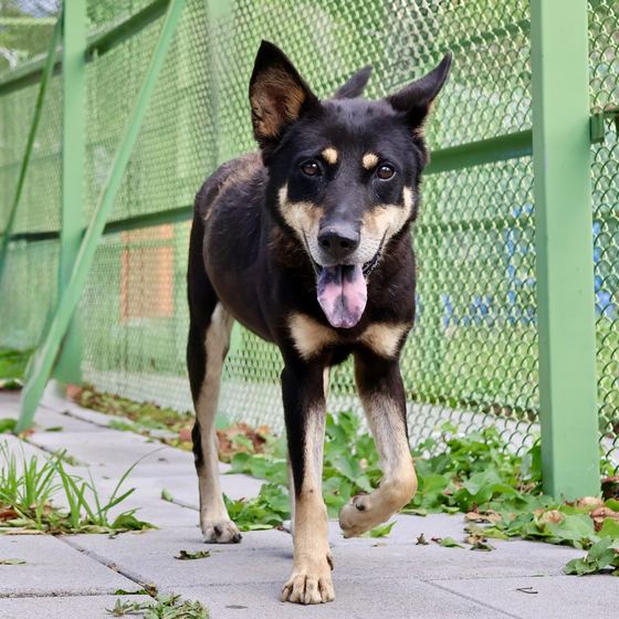 Hua Hua, a dog looking for a home in Taiwan