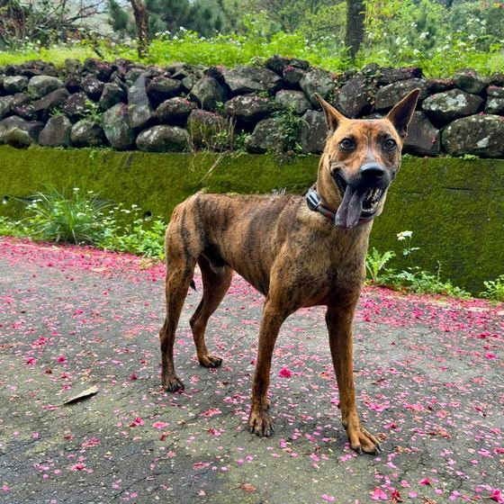 John, a dog looking for a home in Taiwan