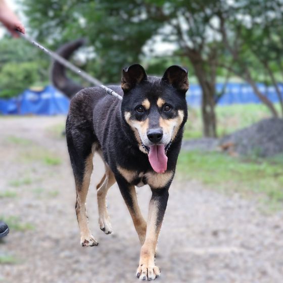 Mr. Big, a dog looking for a home in Taiwan