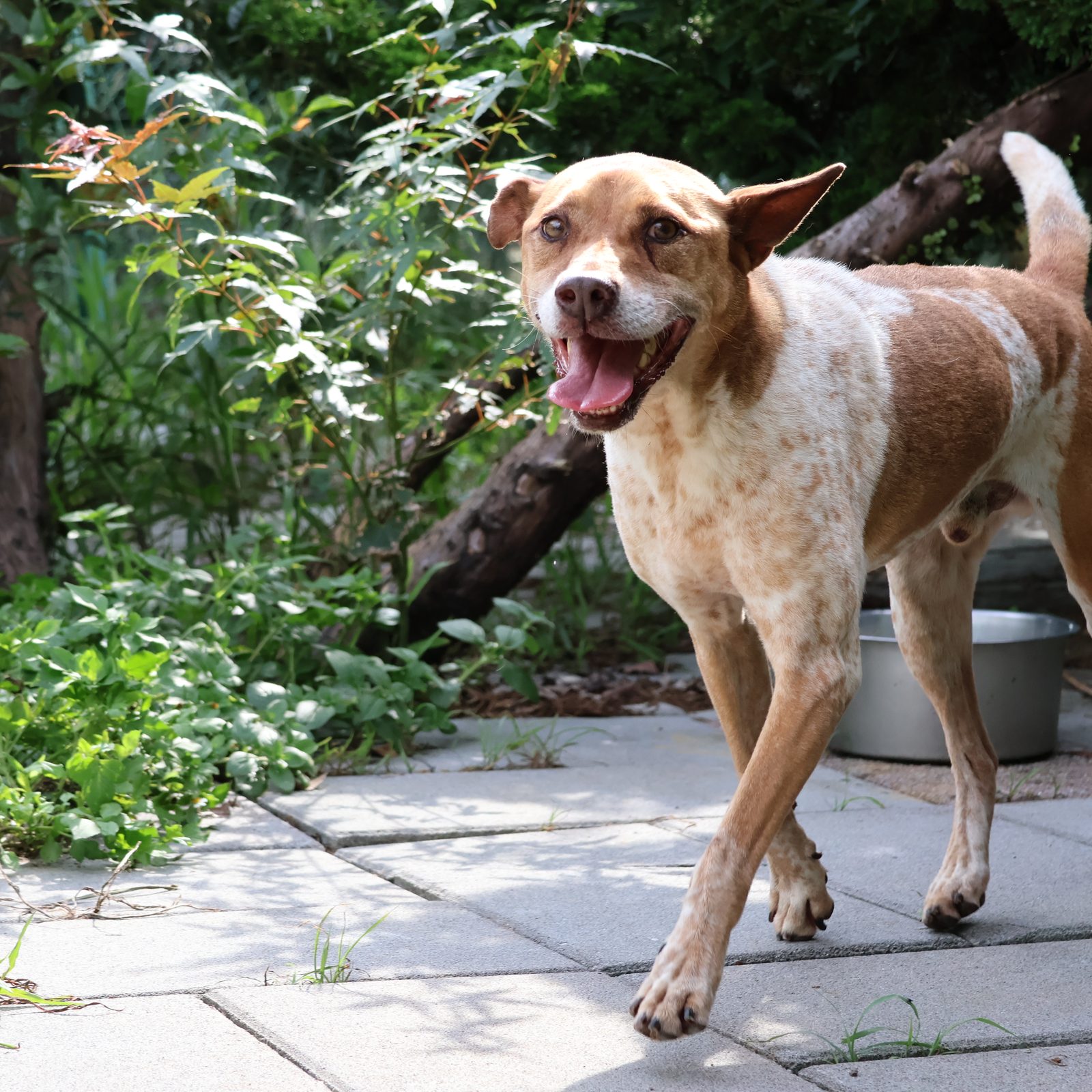 Phoenix, a dog looking for a home in Taiwan