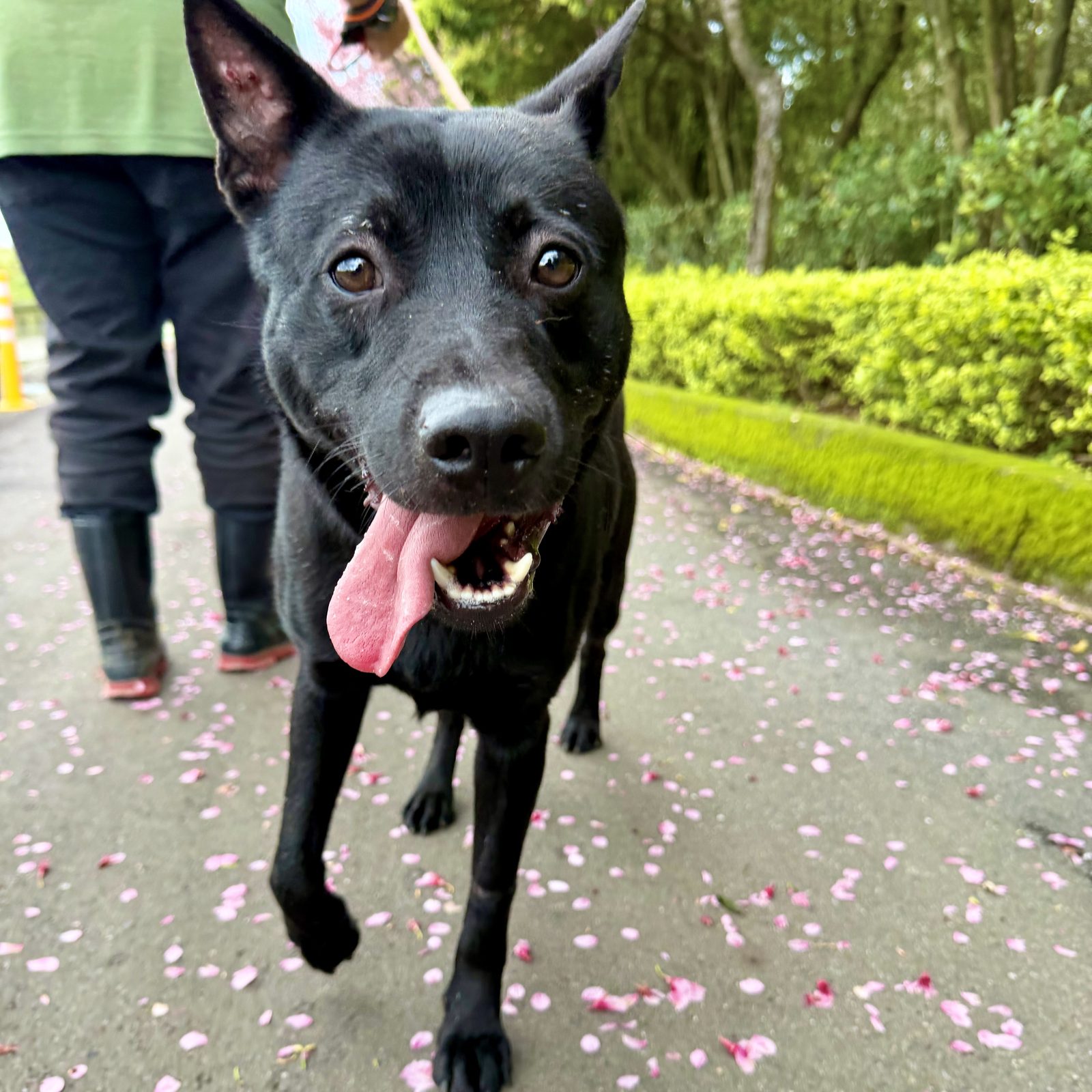 Pingo, a young mixed-breed dog rescued from a boar snare in Pinglin