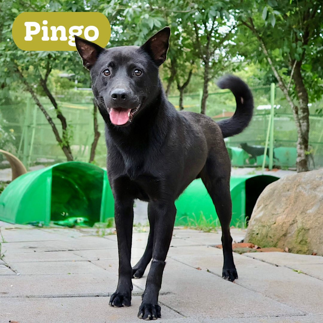 Pingo