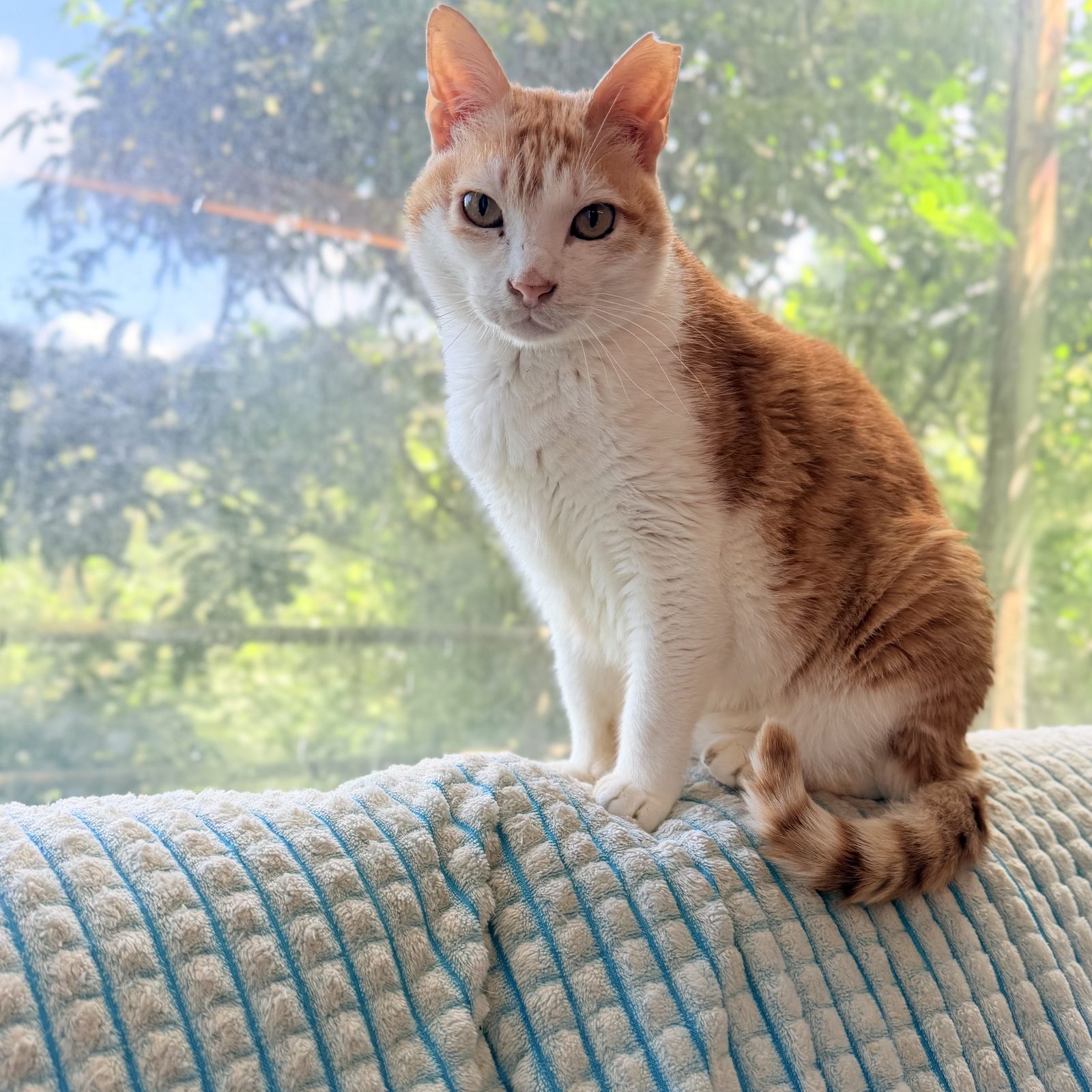 Sir, a cat looking for a home in Taiwan