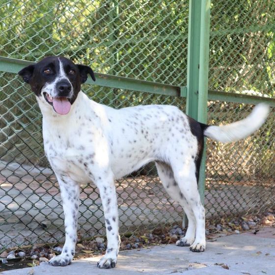 Sweetie, a dog looking for a home in Taiwan