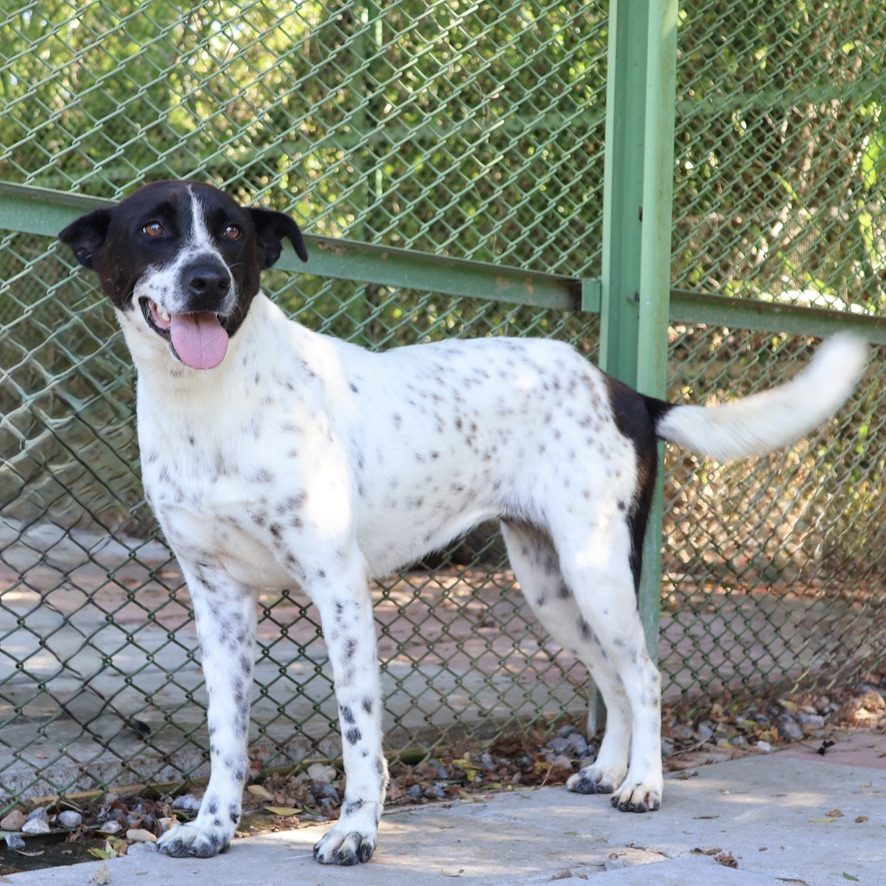 Sweetie, a dog looking for a home in Taiwan