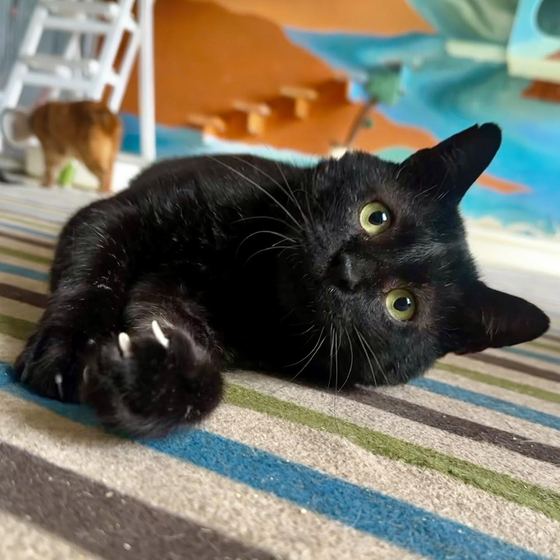William, a cat looking for a home in Taiwan