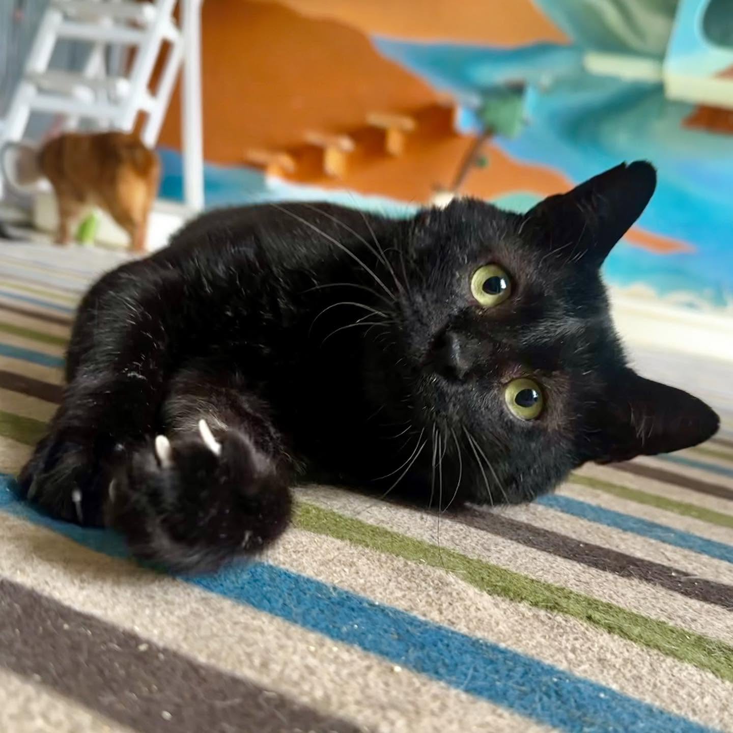 William, a cat looking for a home in Taiwan