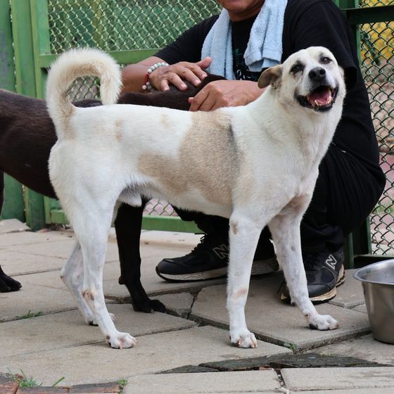 Xiao Bai, a dog looking for a home in Taiwan