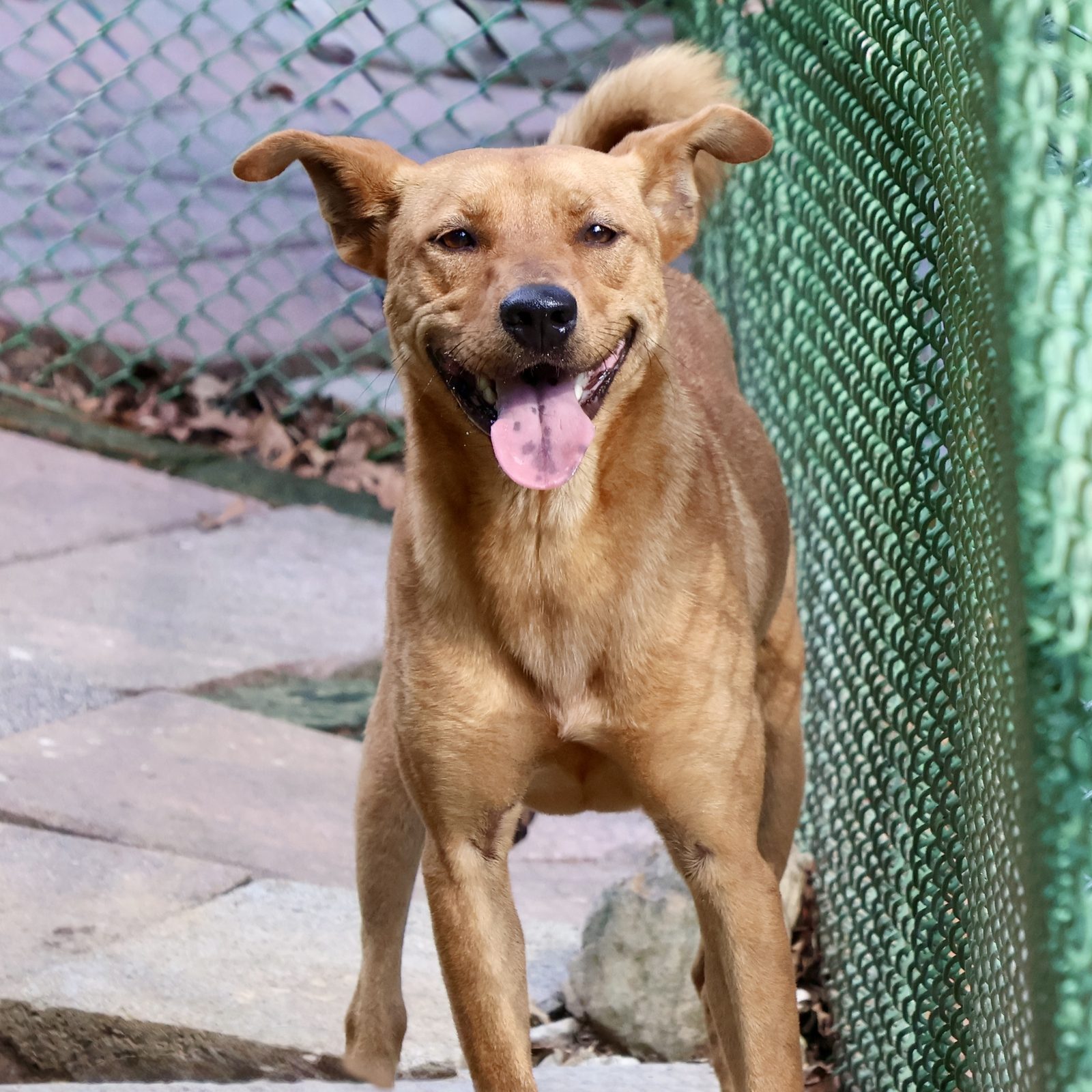 Xiao Huang, a dog looking for a home in Taiwan