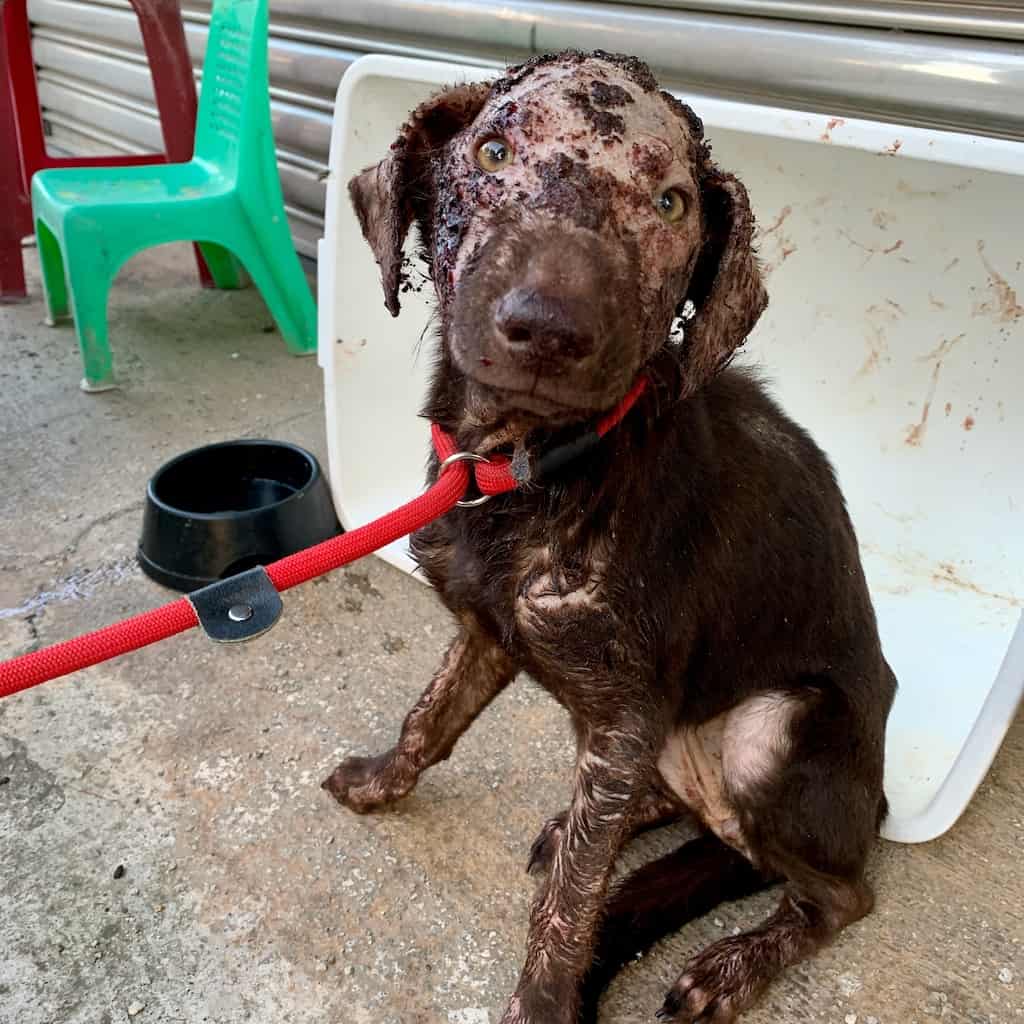 Audrey when StrayKind rescued her or him