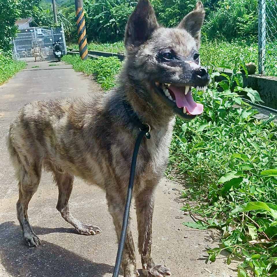 Baboon after treatment and care with StrayKind
