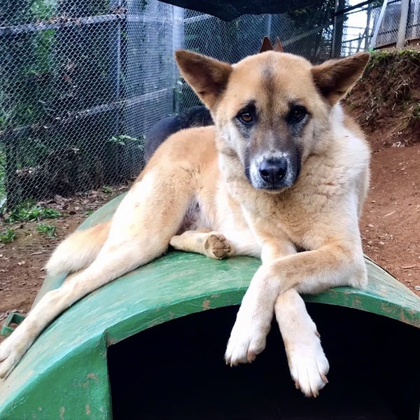 Diya after treatment and care with StrayKind