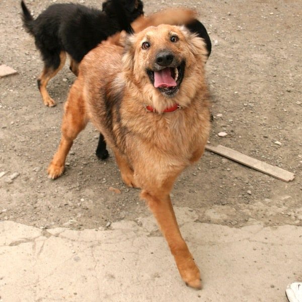 Elvis after treatment and care with StrayKind