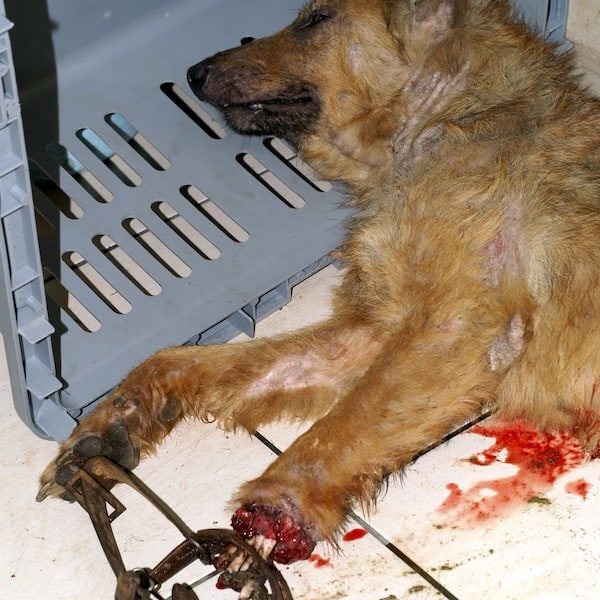 Elvis when StrayKind rescued her or him