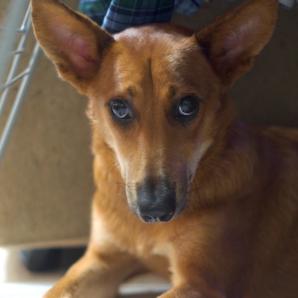 Foxie after treatment and care with StrayKind