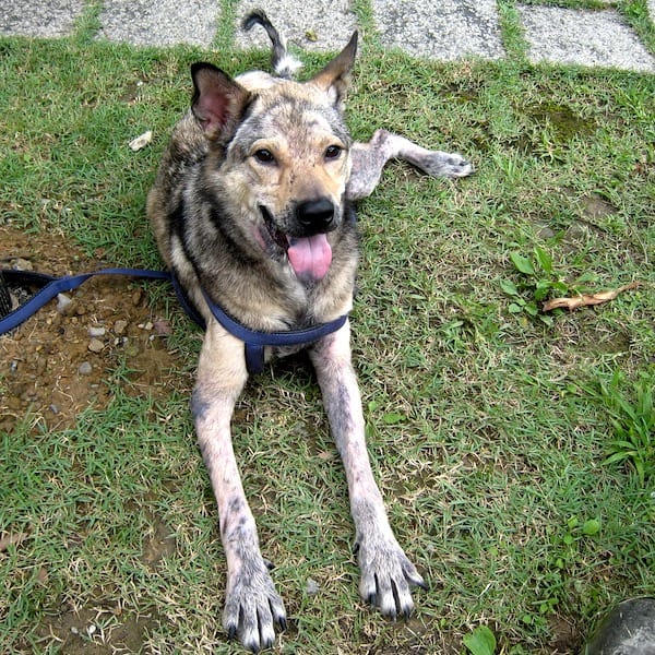 Lazarus after treatment and care with StrayKind
