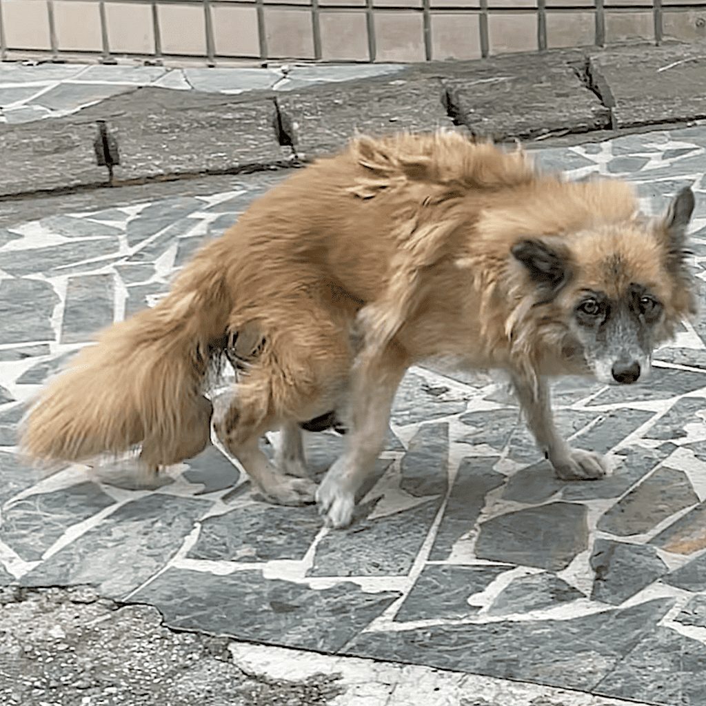 Macy when StrayKind rescued her or him