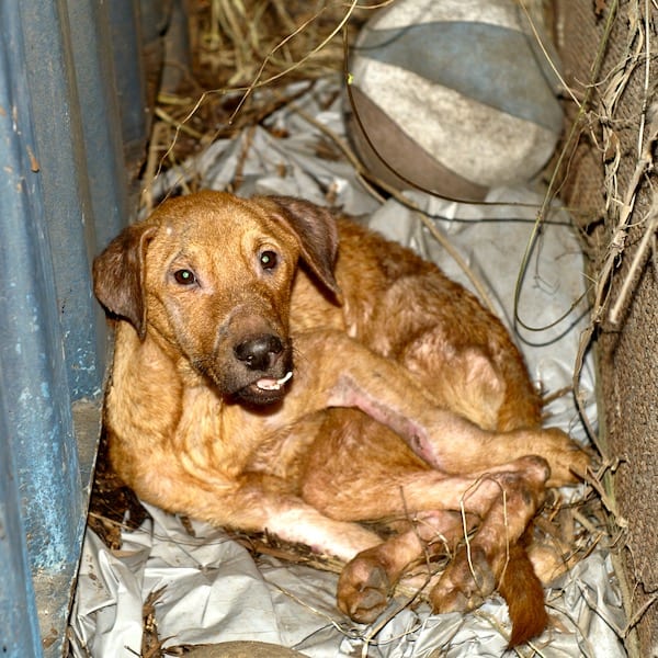 Norton when StrayKind rescued her or him