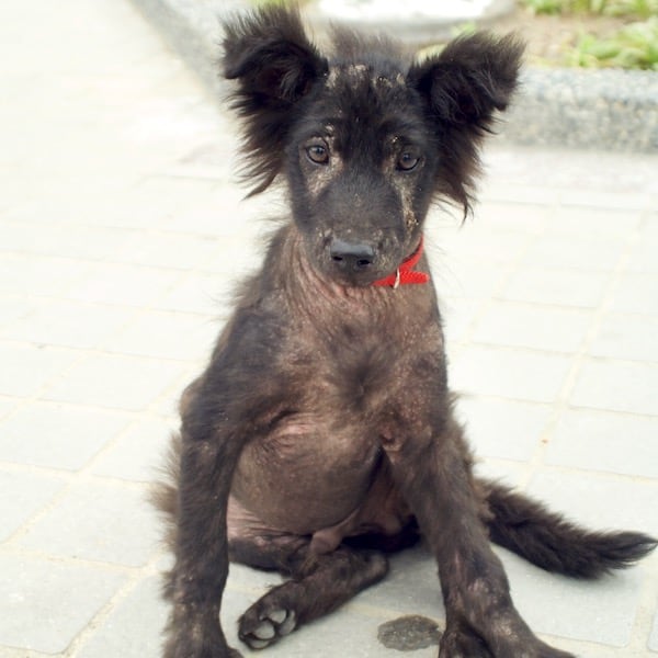 Puppet when StrayKind rescued her or him