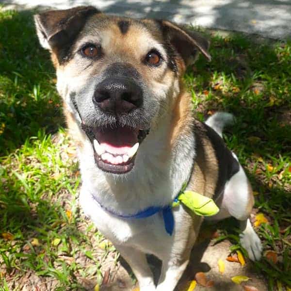 Roscoe after treatment and care with StrayKind
