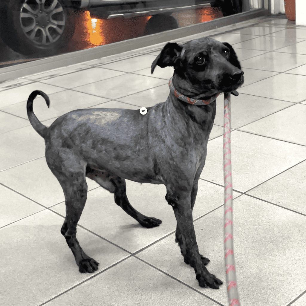 Xiao Gu after treatment and care with StrayKind