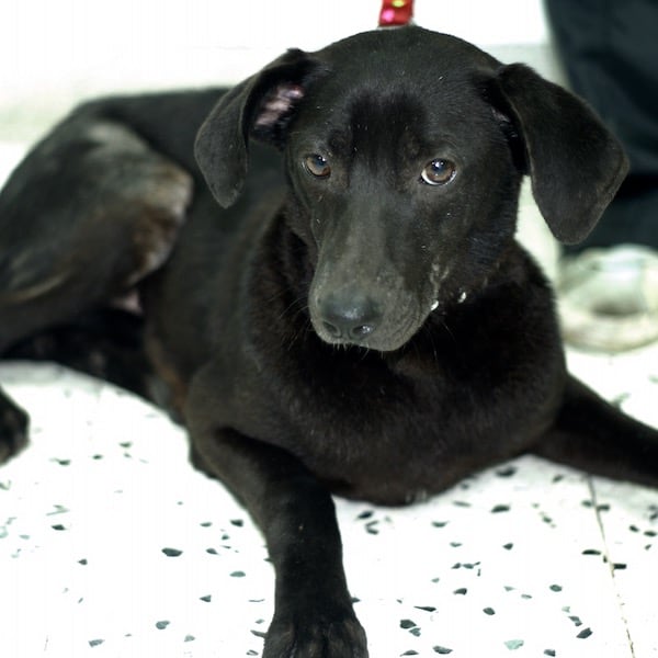 Zeppelin after treatment and care with StrayKind