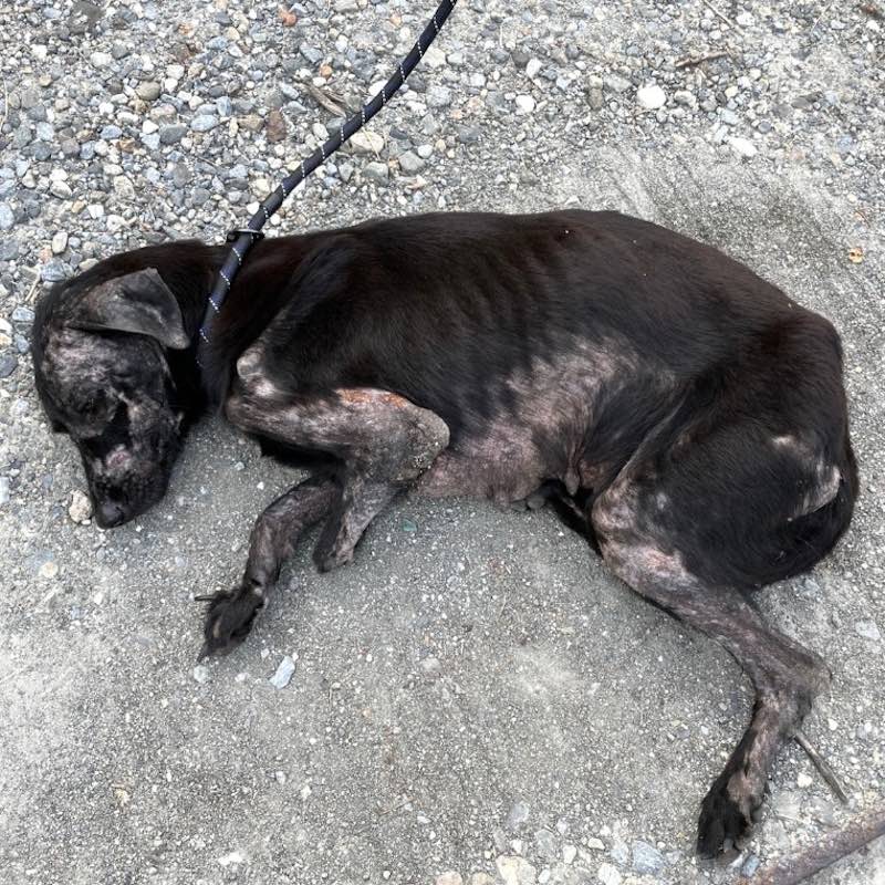 Dalia before rescue: emaciated, with severe hair loss, lying on concrete.