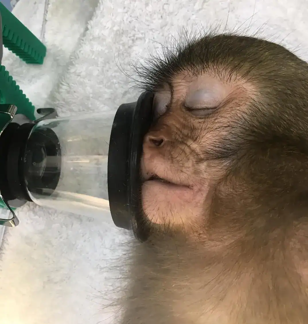 A macaque sedated on a treatment table, being treated for a snare injury.