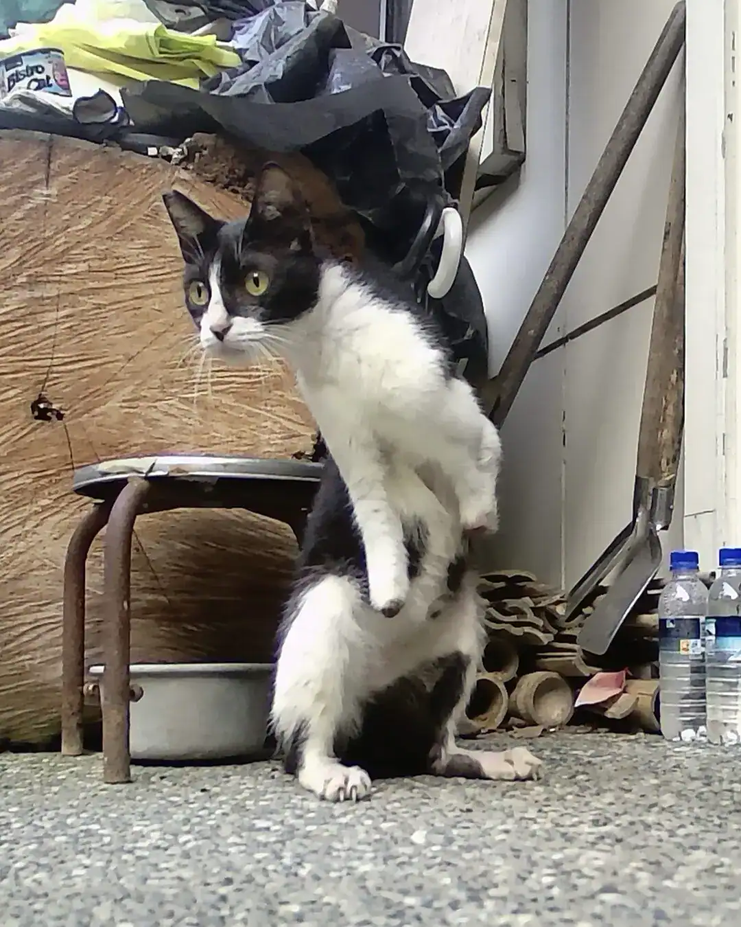 Wren, a black and white cat, sitting up on her haunches with both front legs raised, each missing its foot