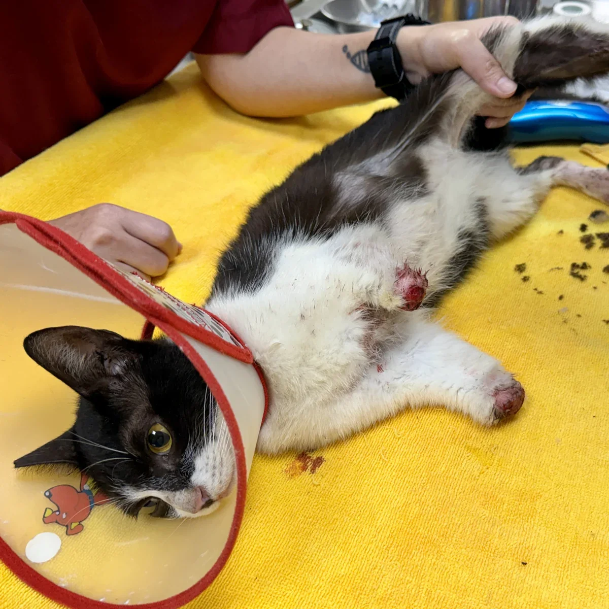 Wren at the vet in a protective collar, lying on her side with both front legs ending in raw stumps where her feet were.